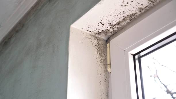 Best Local Mold Removal Service  in Livingston, CA