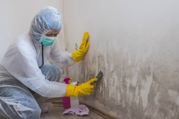 Best Mold Remediation  in Livingston, CA