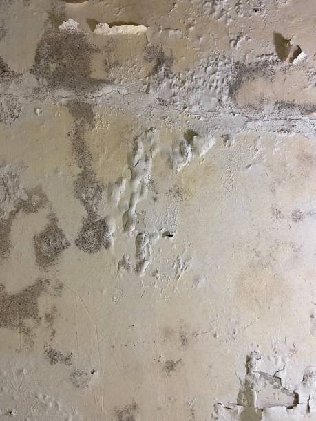 Best Mold Testing  in Livingston, CA