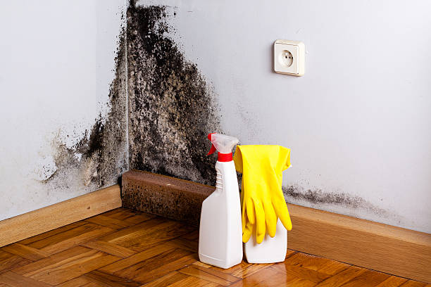 Best Toxic Mold Removal  in Livingston, CA