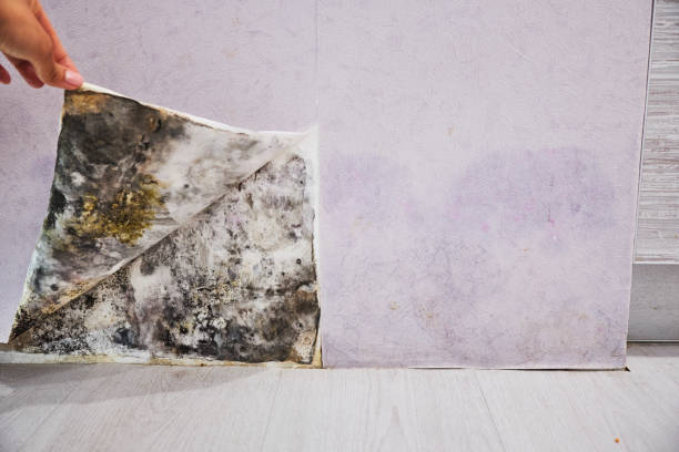 Best Mold Cleaning Services  in Livingston, CA